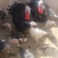 بوقلمون نر و ماده و نیمچه