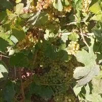 ۳هکتار زمین|فروش زمین و ملک کلنگی|باروق, |دیوار