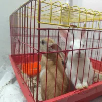 خرگوش مینیاتوری