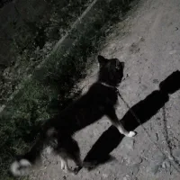 سگ هاسگی|سگ|پارسآباد, |دیوار