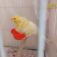 جفت قناری فری|پرنده|مشهد, شهرک مهرگان|دیوار