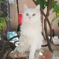 گربه|گربه|کرمان, |دیوار