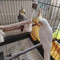 فروش عروس هلندی