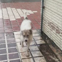 سگ شیتزو تریر|سگ|آستانه اشرفیه, |دیوار