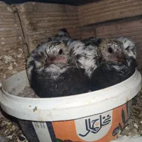 کبوتر .مفلق .کله سیاه گم شده