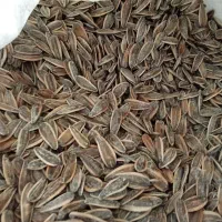 تخمه درجه یک بوداده|خوردنی و آشامیدنی|برخوار, |دیوار