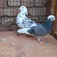 کبوتر پرشی|پرنده|بهمن, |دیوار