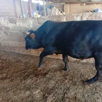 گوساله