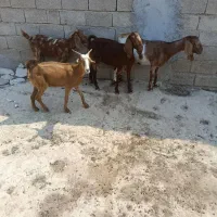 بز جوان