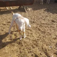 کهره ملیت(تعدادی کهره ملیت نر و ماده.قیمت توافقی)