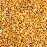 خوراک دام ذرت