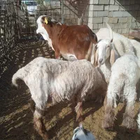 گوسفند اصل لتکی