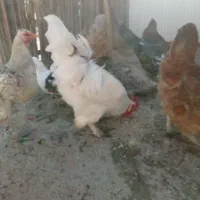 خروس پاپری|حیوانات مزرعه|رشت, بازار|دیوار