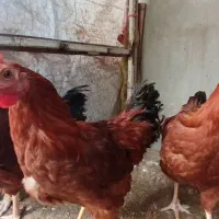 خروس محلی|حیوانات مزرعه|هشتگرد, هشتگرد قدیم|دیوار