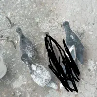 پراید پلاکی