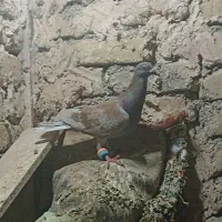 اوقون نر آلمانی