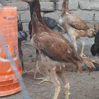 مرغ وخروس لاری نژاد دار اصیل|حیوانات مزرعه|قزوین, |دیوار