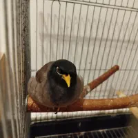 مرغ مینا نر ۸ماهه