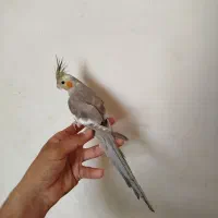 عروس هلندی ، سهره ، قناری