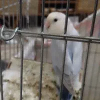 یک جفت طوطی برزیلی نر و ماده