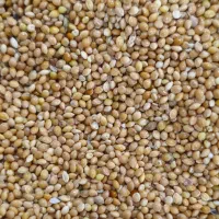 ارزن وارداتی روس