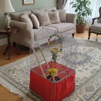 پرنده طولی ملنگو