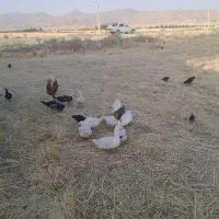 اردک پکنی  بوقلمون برنز سفید مرغ وخروس جوجه گلین