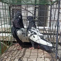 یک جفت سینه سیاه کاکلی نر و ماده