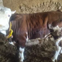مناسب برای قربانی قصابی سوپر گوشت