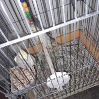 عروس‌هلندی‌مامونیه