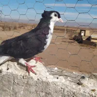 خوشرنگ|پرنده|دشتابی, |دیوار