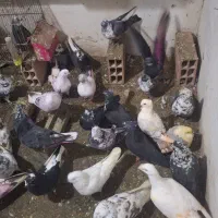 کبوتر پرشی ساعتی و زینتی بغدادی مسافتی|پرنده|بابل, |دیوار