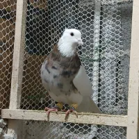 کبوتر طوقی زیل دمسفیدماده کبود شامی|پرنده|قزوین, |دیوار