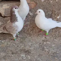 سه تاحیون پرشی|پرنده|نیشابور, ریوند|دیوار