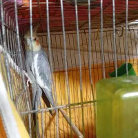 عروس هلندی نر|پرنده|تهران, جوادیه|دیوار