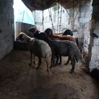 فروش گوسفند.بره.و بز