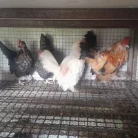 فروش مرغ و خروس یوسل و جاپنیز