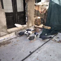 نر پلنگ|پرنده|بافت, |دیوار