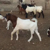 بزغاله