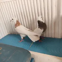 طوقی|پرنده|شیراز, اصلاح‌نژاد|دیوار