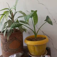 گل طبیعی