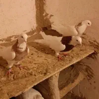 کبوتر طوقی|پرنده|لالجین, |دیوار