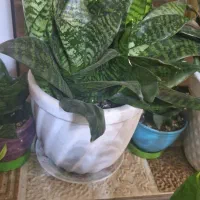 گل پتوس|گل و گیاه طبیعی|رشت, لاکان شهر|دیوار