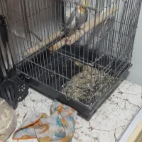 عروس هلندی|پرنده|ری, سیزده آبان|دیوار