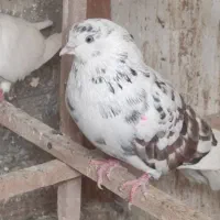 نرهای بلندپرواز|پرنده|رشت, کوی مهر|دیوار