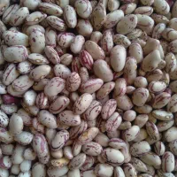 فروش لوبیا چیتی