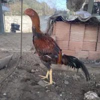 خروس ومرغ لاری ۷ماهه|حیوانات مزرعه|لوندویل, |دیوار