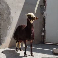 بره قوچی