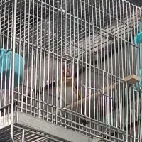 سهره ها همه تکثیر قفس|پرنده|رشت, خواهر امام|دیوار