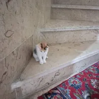 واگزاری بچه گربه ۴ ماه